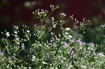 blue and white flowers bloom thrives in the rainy season in February.