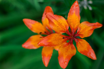 Close up of Beautiful Orange Lily Flower Bouquet on White Background