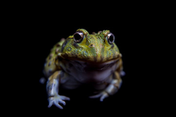 The African bullfrog on black