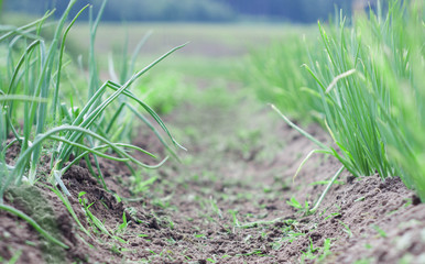 Bed with green onion
