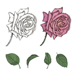 sketch rose set
