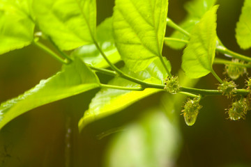green leaf