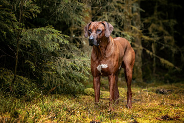 Hund Rhodesian Ridgeback