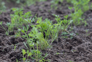Young carrot plant sprouting out of soil on a vegetable bed. Shot with shallow depth of field.