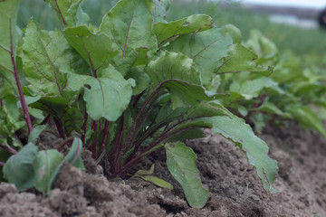 Young beetroot on the bed. Sugar beet in the garden.