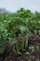 green healthy leaves of young potato plant