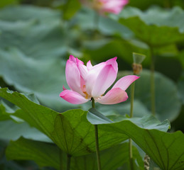 Tender pink Lotus flower and Lotus flower plants