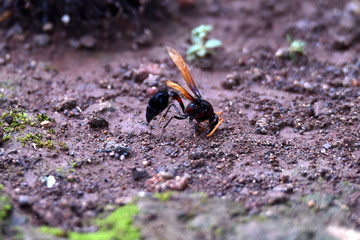 shiny brown winged black wasp perched on the ground looking for material to make his nest.