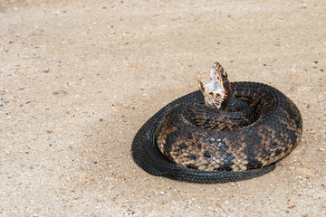 Florida Cottonmouth (Agkistrodon piscivorus conanti)