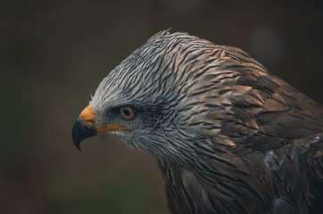 Spectacular portrait of a black milano. Animal