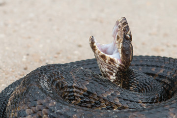 Florida Cottonmouth (Agkistrodon piscivorus conanti)