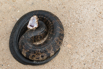 Florida Cottonmouth (Agkistrodon piscivorus conanti)