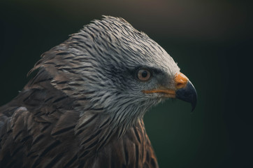 Spectacular portrait of a black milano. Animal