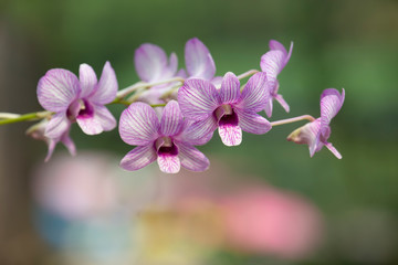 Fototapeta na wymiar Beautiful orchid flower in nature with blurred background.