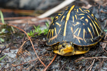 Baby florida box turtle - Terrapene carolina bauri