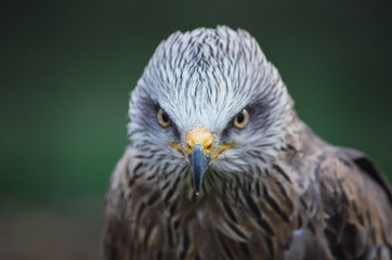 Spectacular portrait of a black milano. Animal