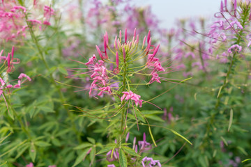 ピンクの花