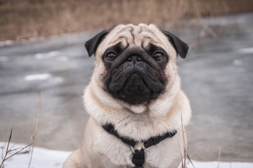 Obraz premium pug