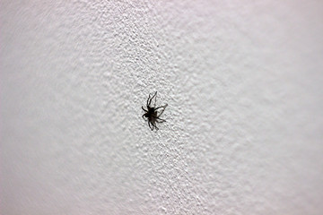 A huge house Spider on the white wall