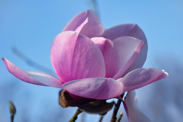 Pink magnolias in springtime. Blooming flower with soft focus in garden. Blue sky. Nature floral wallpaper backdrop. Toned image is not in focus. Close-up.