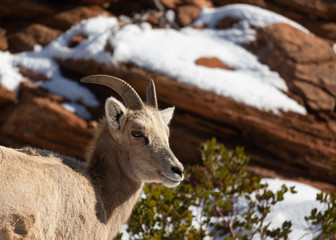 A desert big horned sheep looks out from up on a red sandstone ledge on a cold snowy winter day.