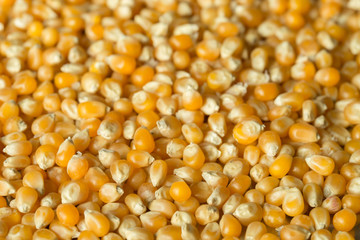 corn seeds macro
