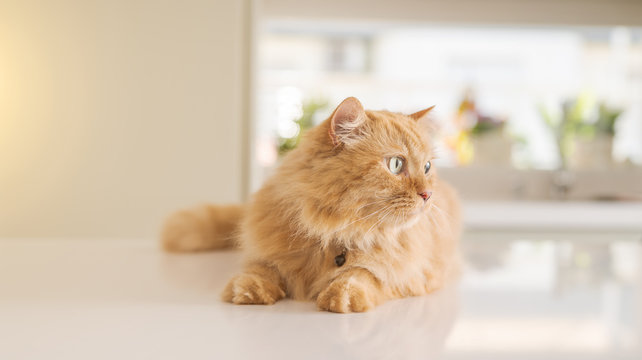 Beautiful ginger long hair cat lying on kitchen table on a sunny day at home