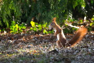 Eichhörnchen mit Nuss im Maul