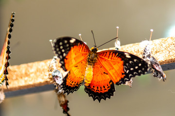 Butterfly with very bright colors on flowers and plants