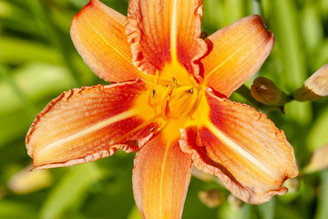 closeup of Daylily