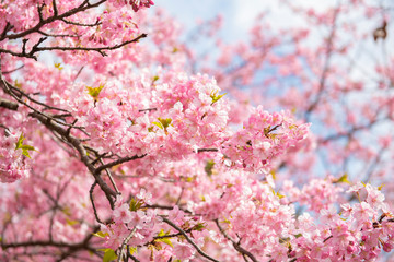 Beautiful Cherry Blossom in Matsuda , Japan