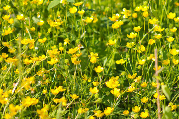 Fototapeta premium yellow small flowers in green grass. beautiful background