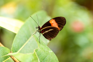 Butterfly with very bright colors on flowers and plants