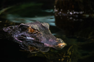 Cuvier's dwarf caiman