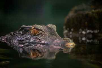 Cuvier's dwarf caiman