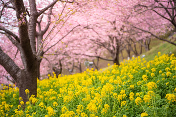 Beautiful Cherry Blossom in Matsuda , Japan