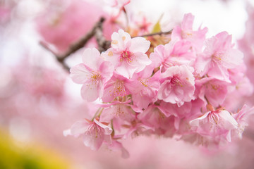 Beautiful Cherry Blossom in Matsuda , Japan
