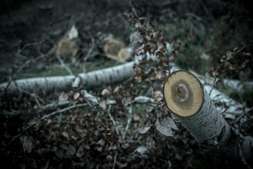 Obraz premium dark forest