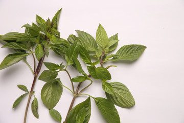 スイートバジル