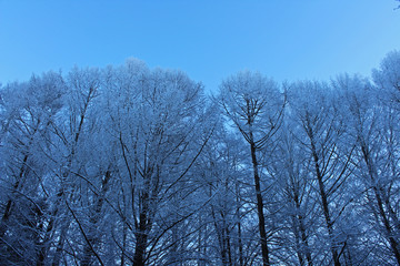 trees in winter