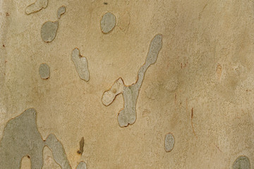 Borke, Rinde, Platane, Platanus