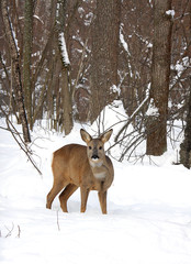 Roe in the winter forest