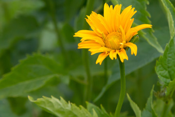 Heliopsis in the summer garden