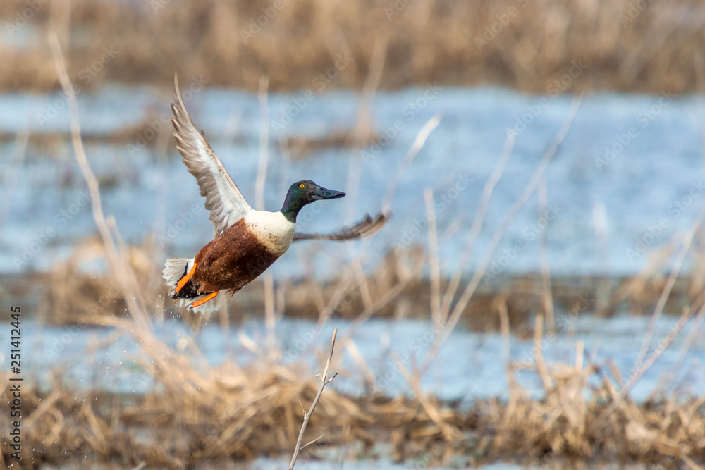 Wall mural Male Northern shoveler taking off from the pond.Blackwater National Wildlife Refuge.Maryland.USA