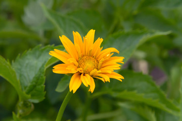 Heliopsis in the summer garden