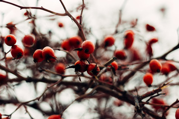 red berries in the snow