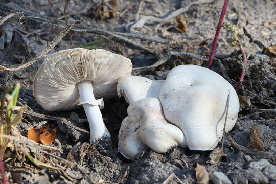 Wei&szlig;er Egerling, Pilz, Leucoagraricus leucothites,