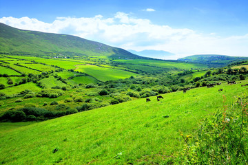 Fototapeta na wymiar Lush green fields of a valley in the countryside of Ireland. Dingle peninsula, County Kerry.