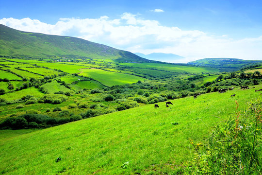 Lush green fields of a valley in the countryside of Ireland. Dingle peninsula, County Kerry.