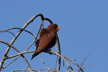 Broad-billed roller (Eurystomus glaucurus)